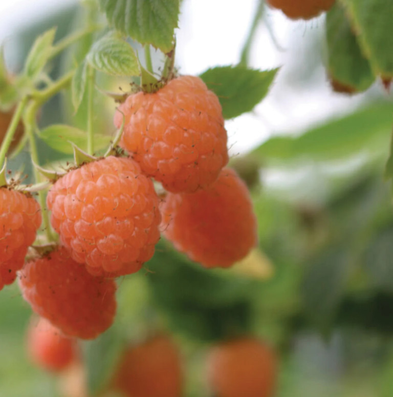 2 Double Gold Raspberry Plants Everbearing Sweet Bare Root Canes Zone 5-8