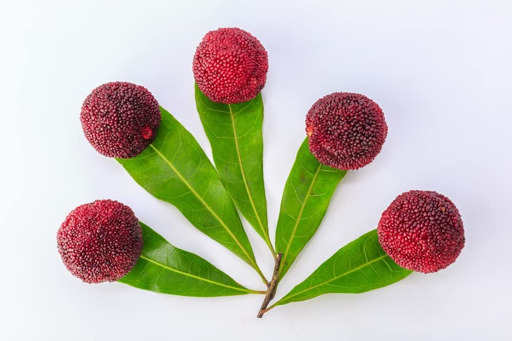 Yumberry Tree Seeds for Planting (10 Seeds) -Yang-mei Tree, Myrica rubra, Exotic