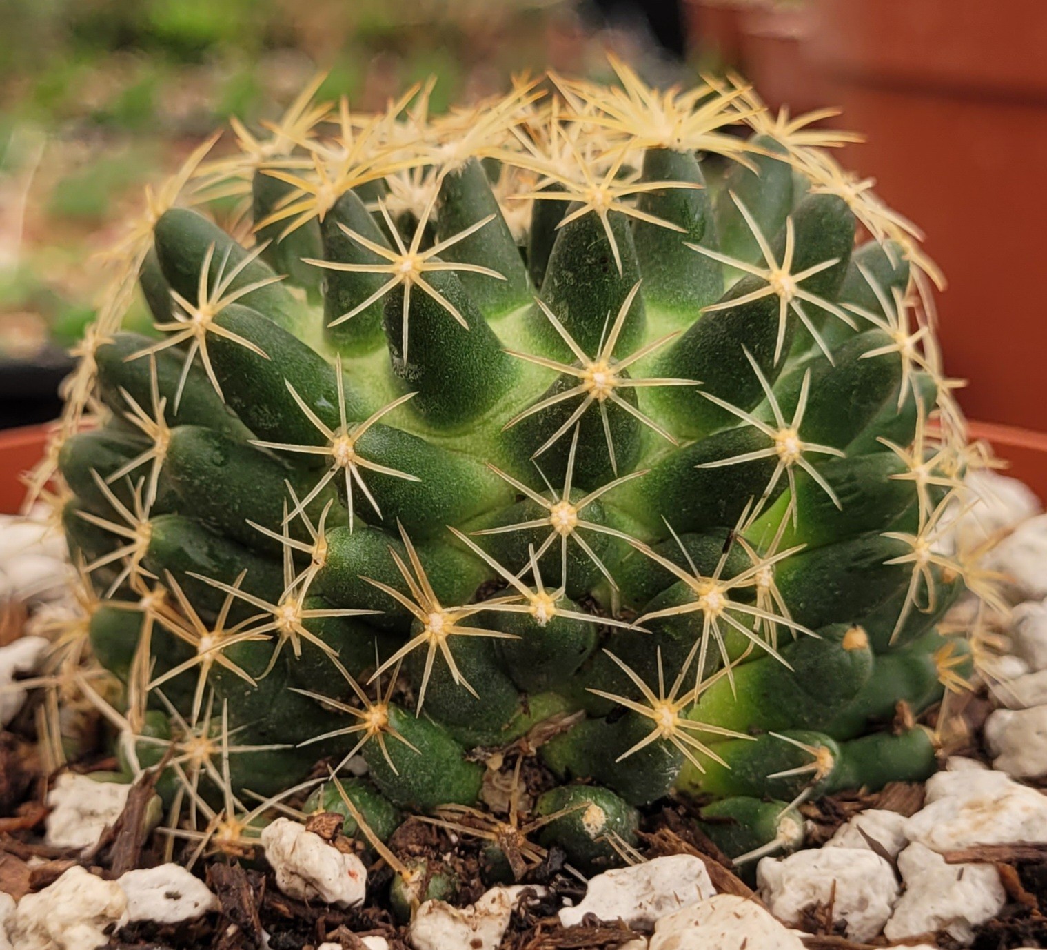 Escobaria Missouriensis “Missouri Foxtail Cactus” 2.5″ Wide – Bare Root