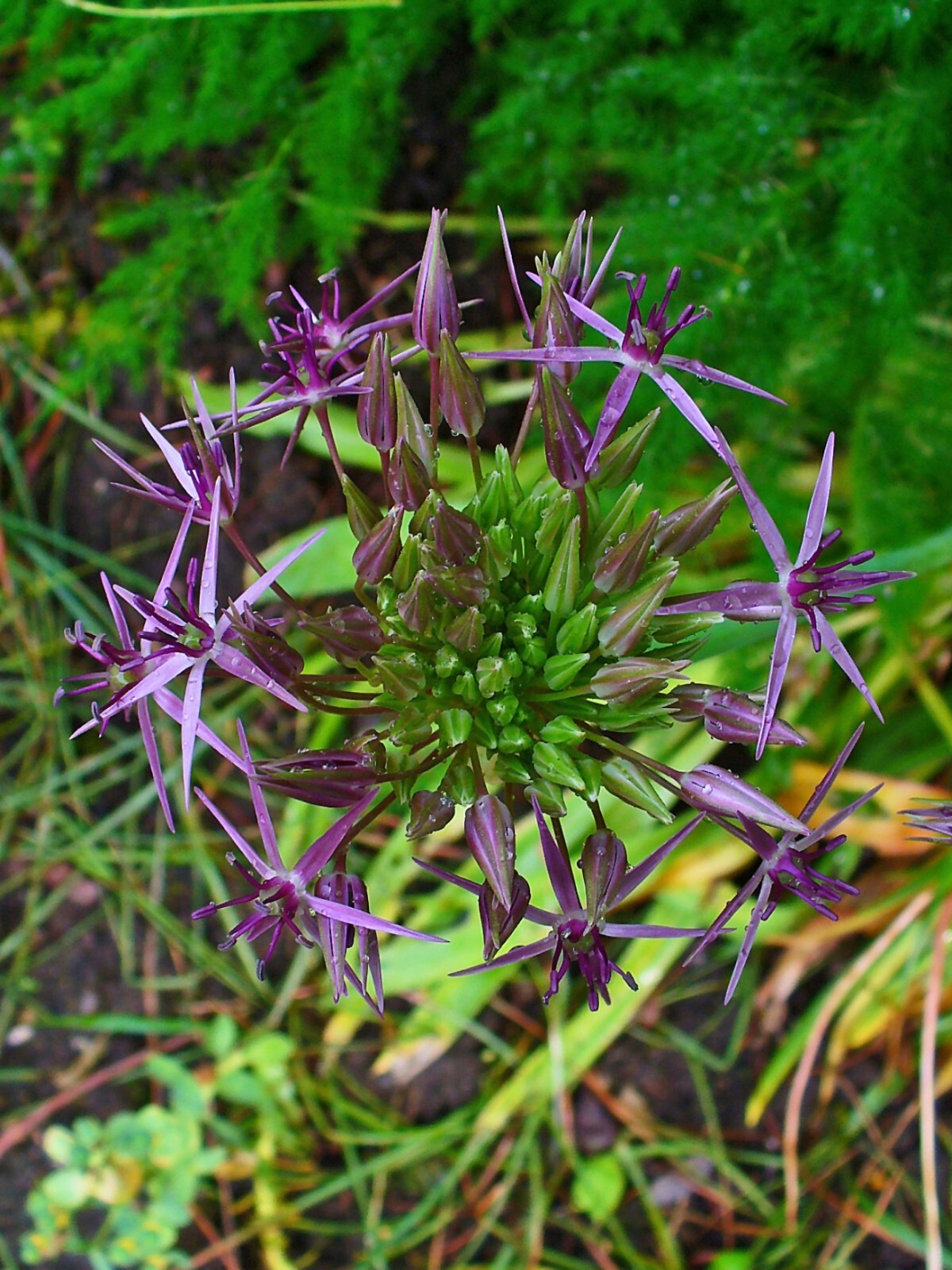 STAR OF PERSIA Seeds *FREE Shipping!* Allium cristophii Persian Onion Seeds
