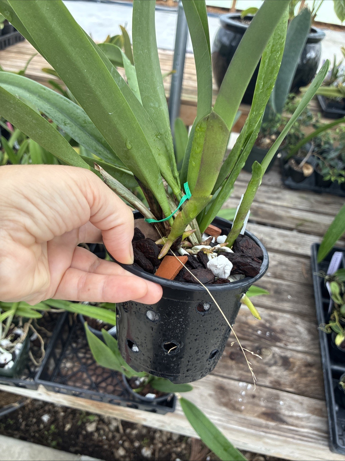 Cattleya B. Nodosa x Rlc. Donna Kimmura