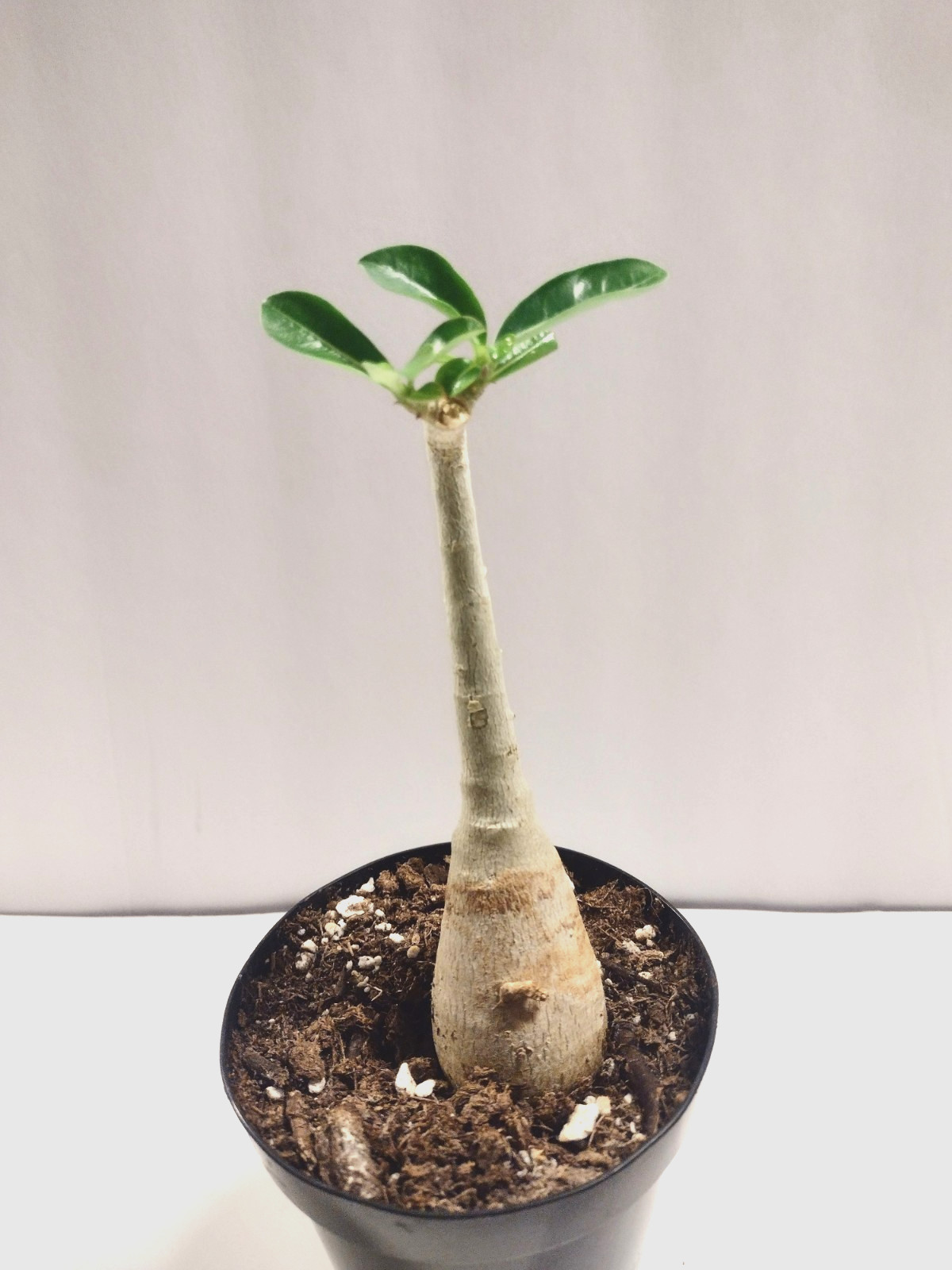 Desert Rose Live Plant