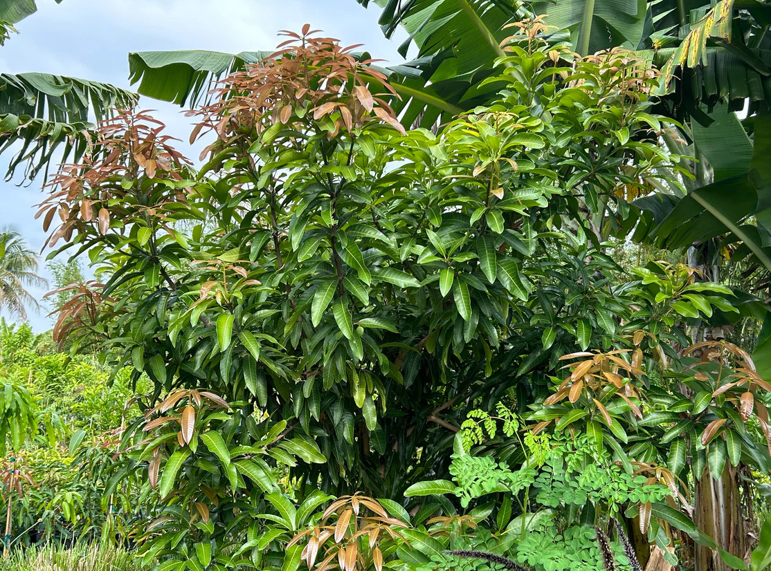 Live Alphonso Mango Plant, 3 Gal Pot, 2–3 Ft Tall, No Ship to CA, HI, PR, GU, AK