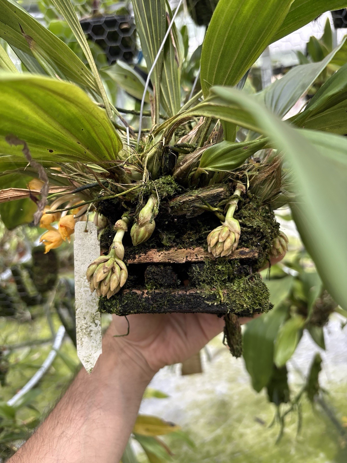 Sievekingia fimbriata XXL MANY SPIKES compact Orchid Species Stanhopea