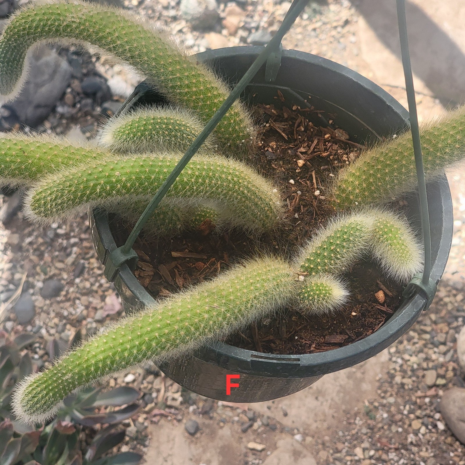 Cleistocactus Winteri ssp. Colademononis ‘Monkey Tail Cactus’