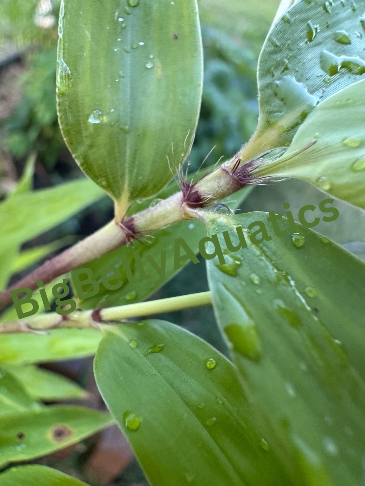 Rare Giant Gray bamboo – Phyllostachys nigra ‘Henon – Live Rhizome