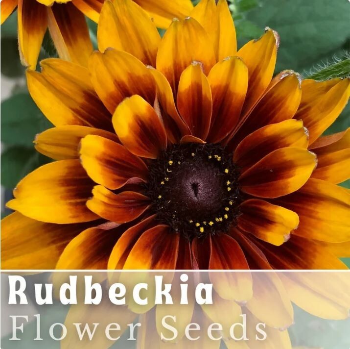 Rustic Tangerine Rudbeckia Seeds 125+ Seeds Annual Flower Seeds Garden
