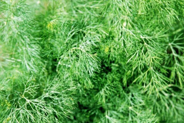 FERN LEAF DILL 300 SEEDS NON-GMO FRESH FRESH FOR 2024 GARDENS