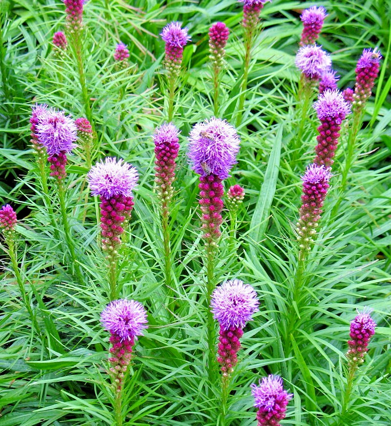 LIATRIS SPIKATA 100 SEEDS MOSTLY PURPLE A FEW WHITE, BLAZING STAR, GAYFEATHER