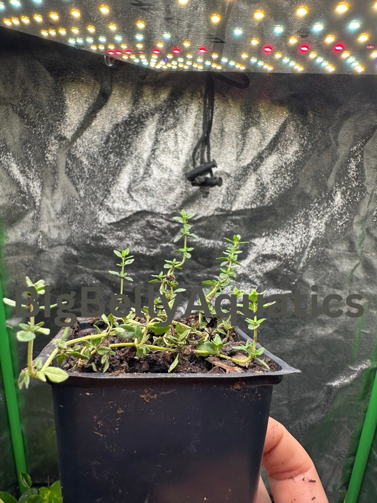 Lemom Thyme Starter Plant With pot Homegrown