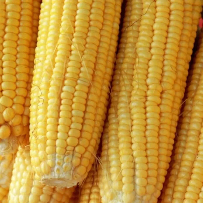 50pcs Golden Bantam Corn Heirloom Seeds – Non-GMO, Open-Pollinated, Sweet