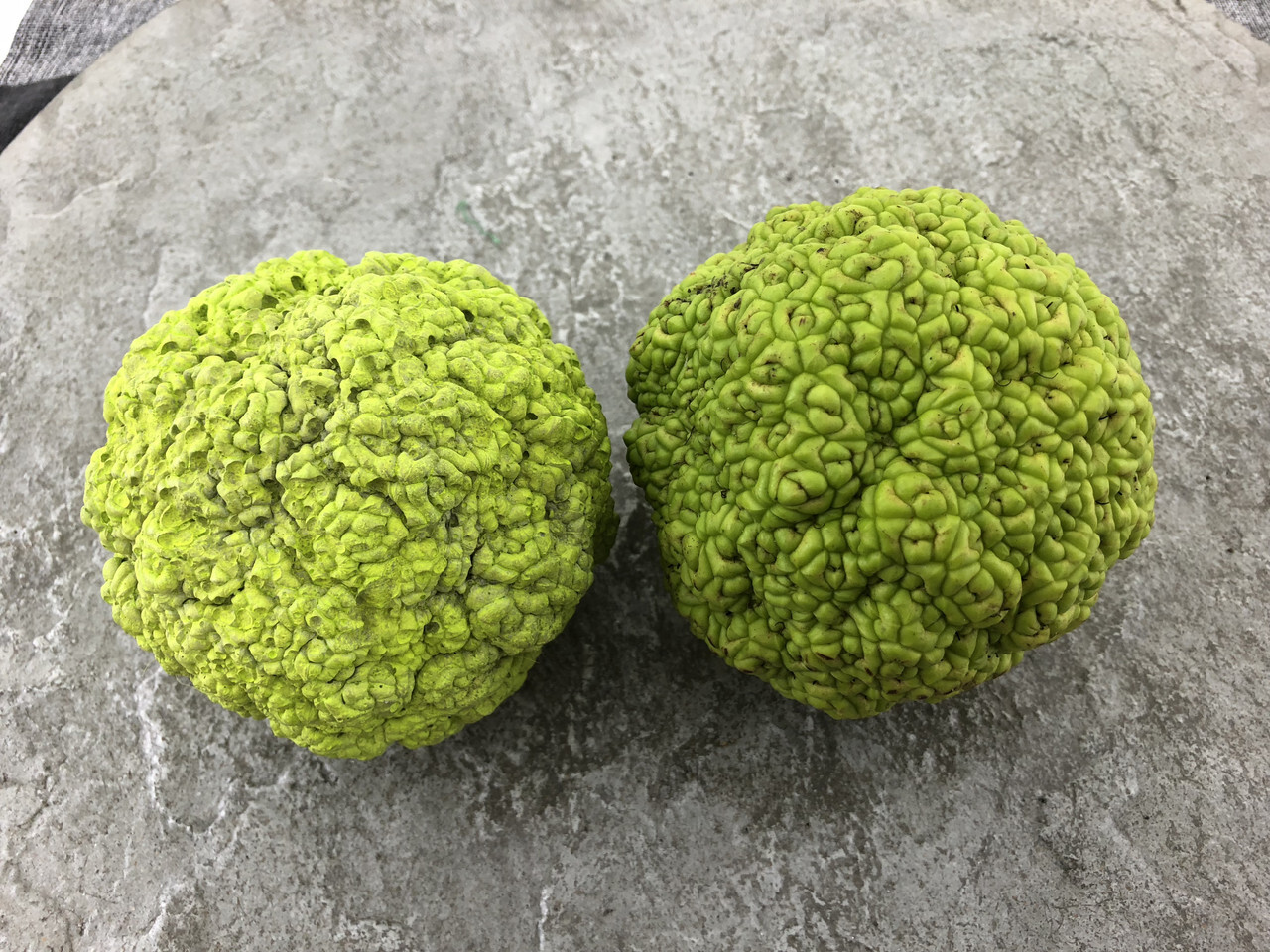 Hedge Apple Osage Orange Tree Seeds Horse Apple Monkey Maclura Ball Size: 10-100