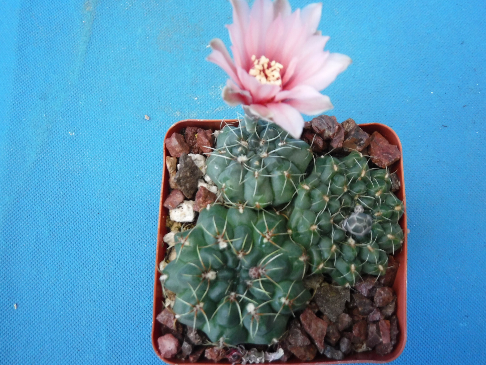 Gymnocalycium baldianum Cactus (3) Plants in 3.25″ Pot! Pink/Red/White FLOWERS!