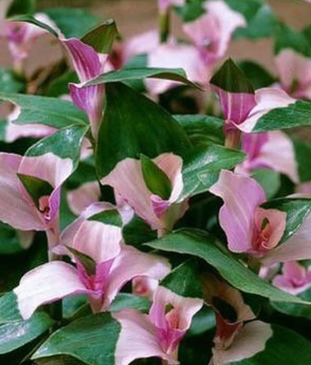 3 Cuttings Variegated Tradescantia Blushing Bride Wandering Jew Houseplant Rare
