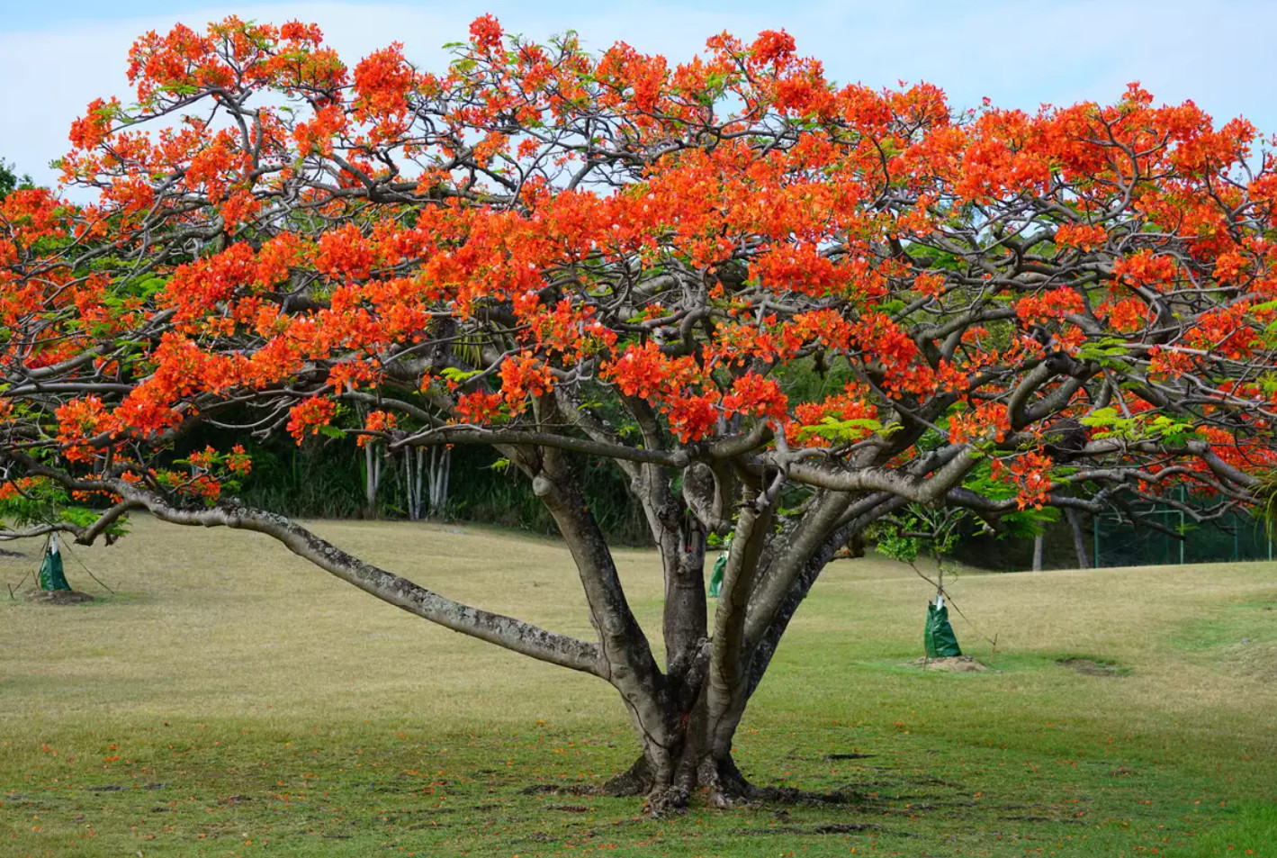 Flamboyant Flame Tree – Delonix regia 25 seeds!