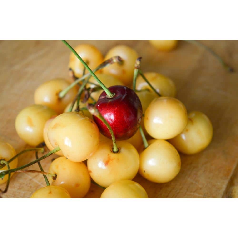 3-In-1 Cherry Jubilee Tree Bare Root 3-4 Ft Tall
