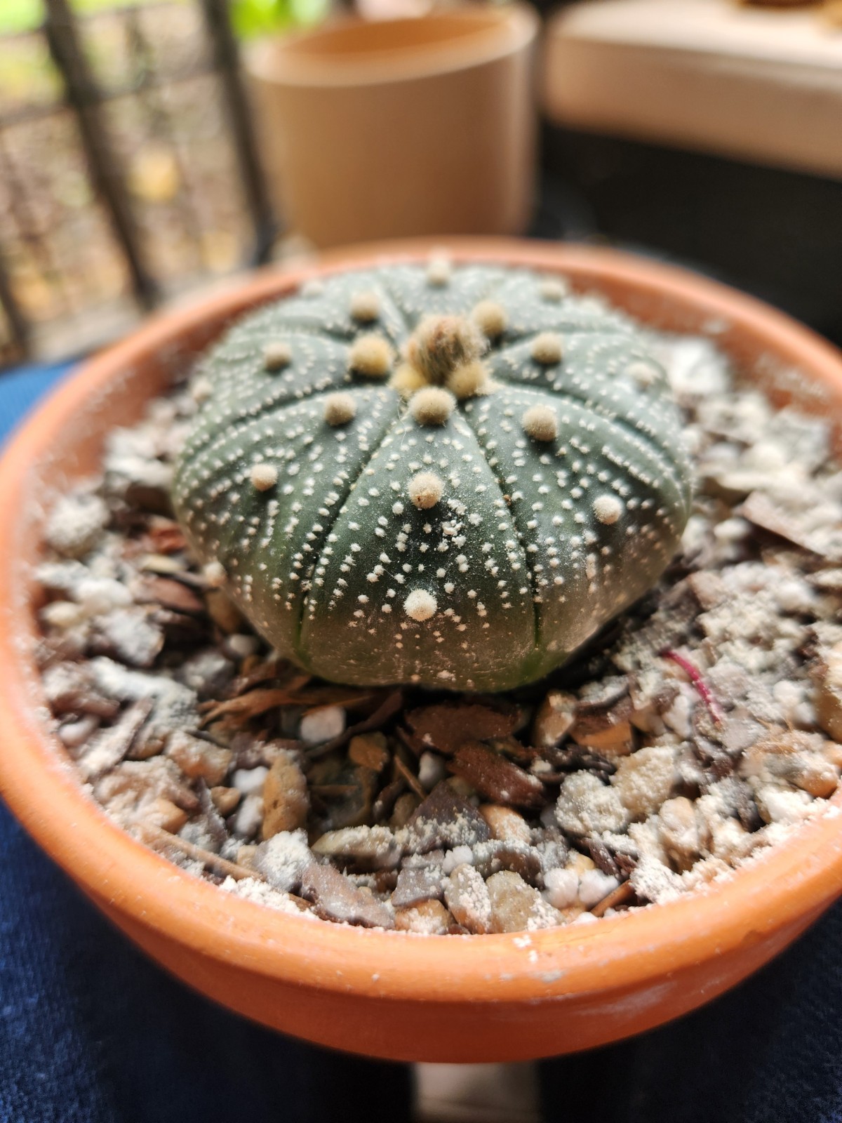 2 Astrophytum Asterias Sand Dollar Cacti