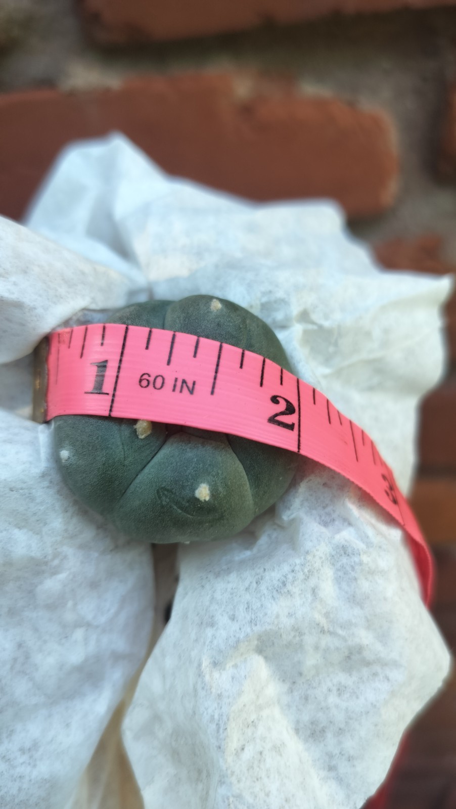 Rare Button Shaped Cactus ( Exact Cactus )