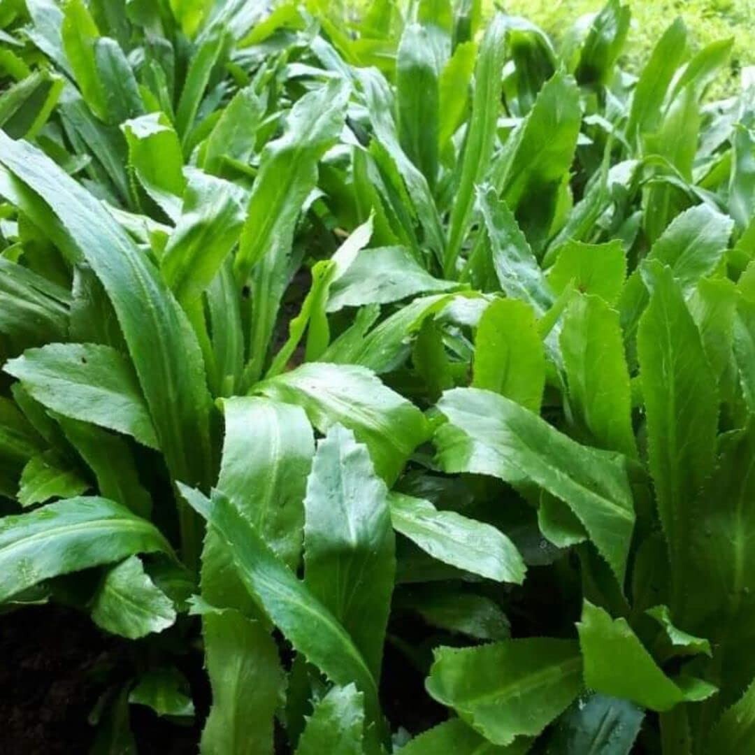 3000 Culantro Seeds NGO GAI Sawtoothfitweed, spiritweed, Stinkweed, Coriander