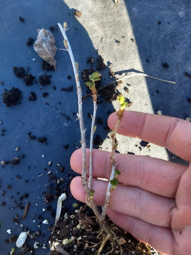 1 Black Velvet Gooseberry Worcesterberry cross live plant, zones 4-7.