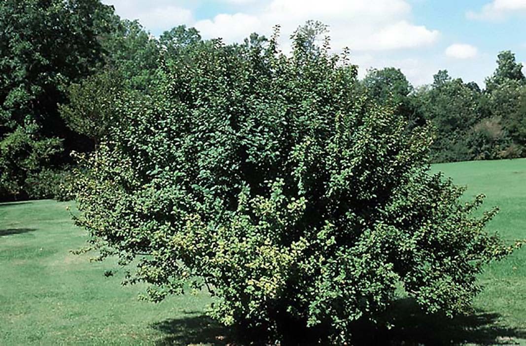 Nanking Cherry, Prunus tomentosa, Shrub Seeds (Edible, Hardy, Fast)