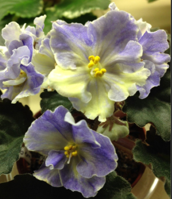 2 African Violet Leaves ~ *TEA’S BLUEBERRY BUTTERFLY * ~