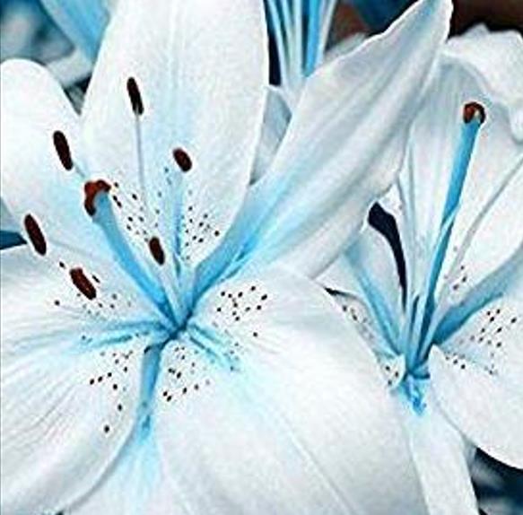 45+Seeds Blue Lily / blue Rare Lily Plant Seeds Potted.