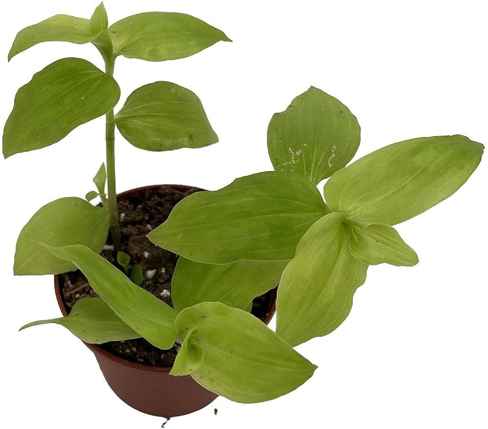 Tradescantia Wing Gold Jew Wandering Very Easy To Grow House Live Plant 2.5″ Pot