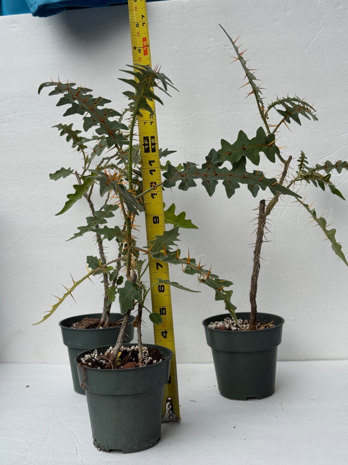 Solanum Pyracanthum 4″ pot