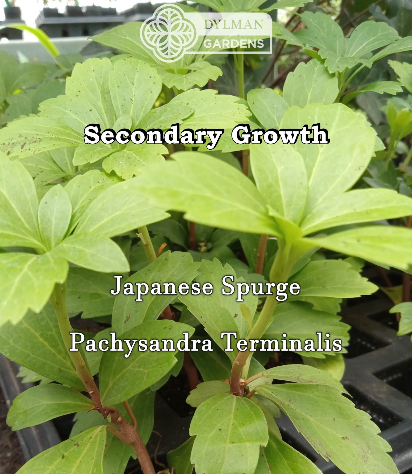 Japanese Spurge Plants (Pachysandra terminalis) Carpet Box – Multiple Sizes