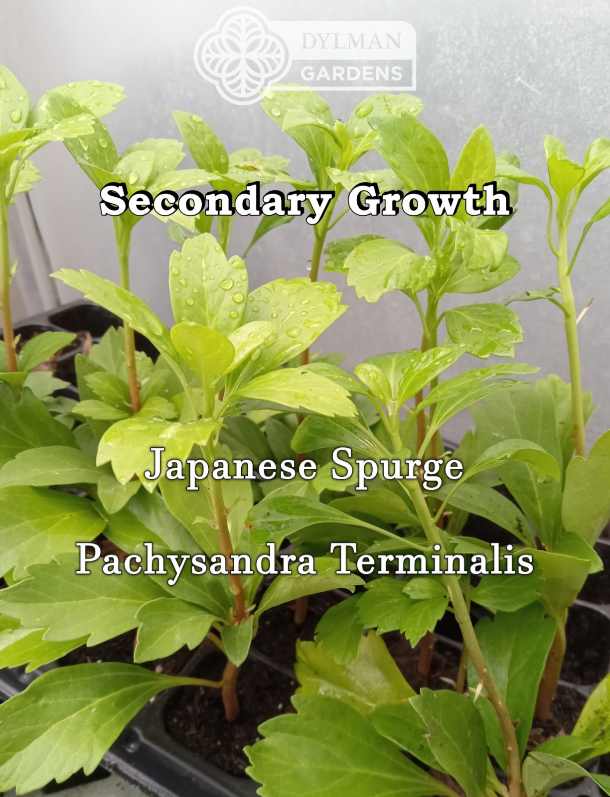 Japanese Spurge Plants (Pachysandra terminalis) Carpet Box – Multiple Sizes
