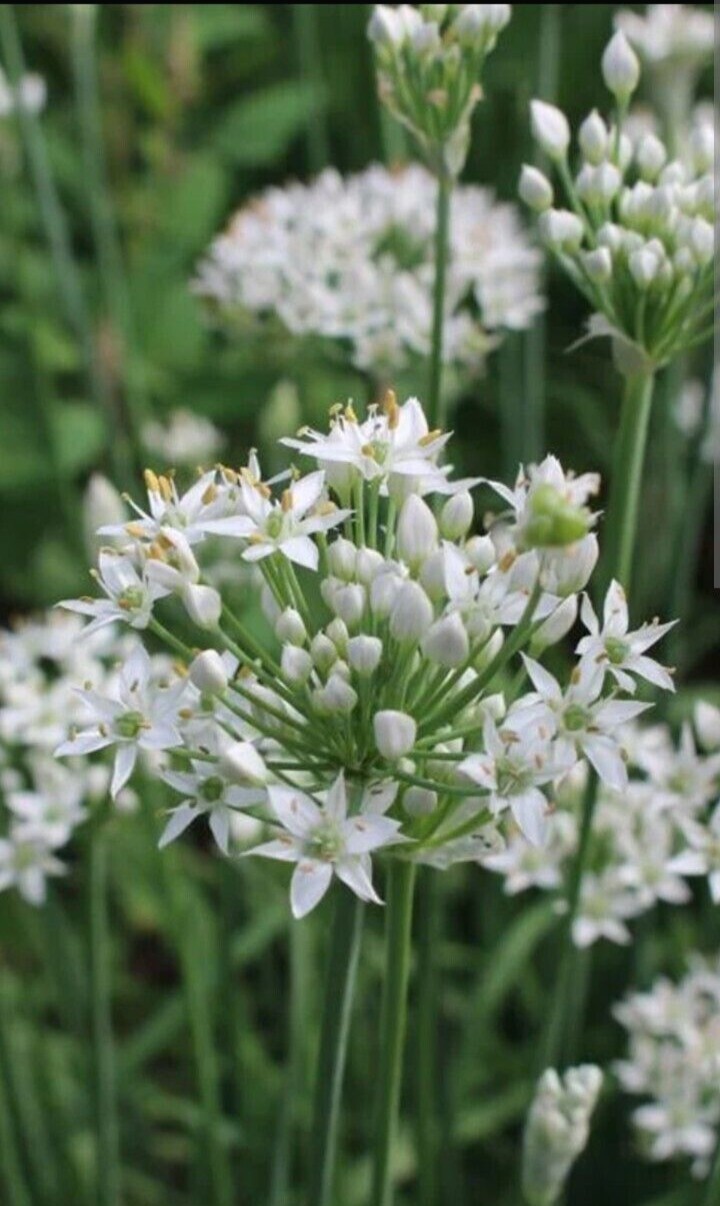20 Garlic Chives 韭菜根 Live Organic Bare Root Hardy Perennial Herb – Ready to Grow