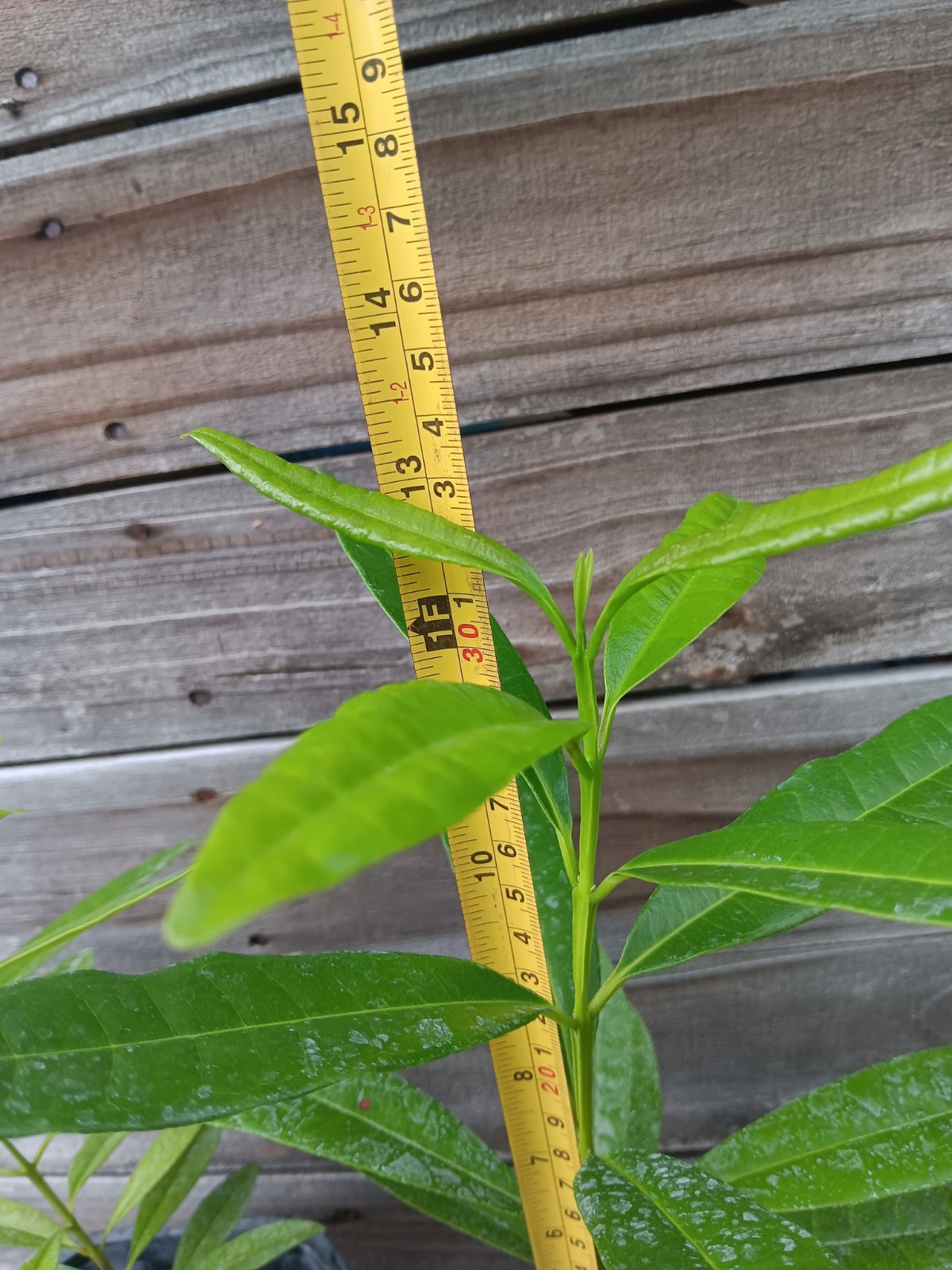 Allspice – Pimenta dioica – Jamaica Pepper – Live Plant!