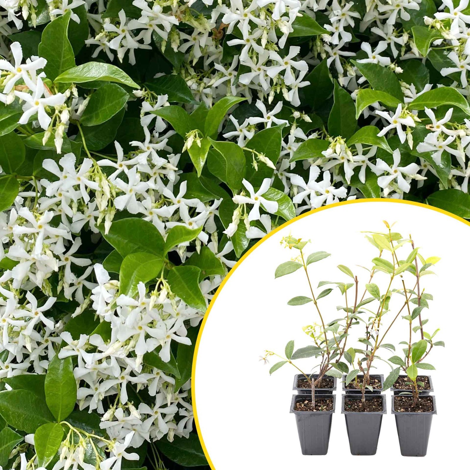2 Star Jasmine Plants in 3.5” Cubes | Fragrant Evergreen Vine (Trachelospermum)