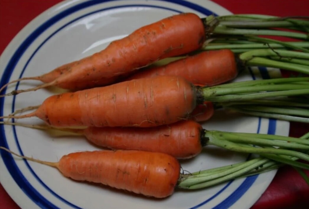 500 Fresh Carrot Seeds, Danvers-126 Organic, Heavy Soil/Clay-tolerant, 2026 🇺🇸