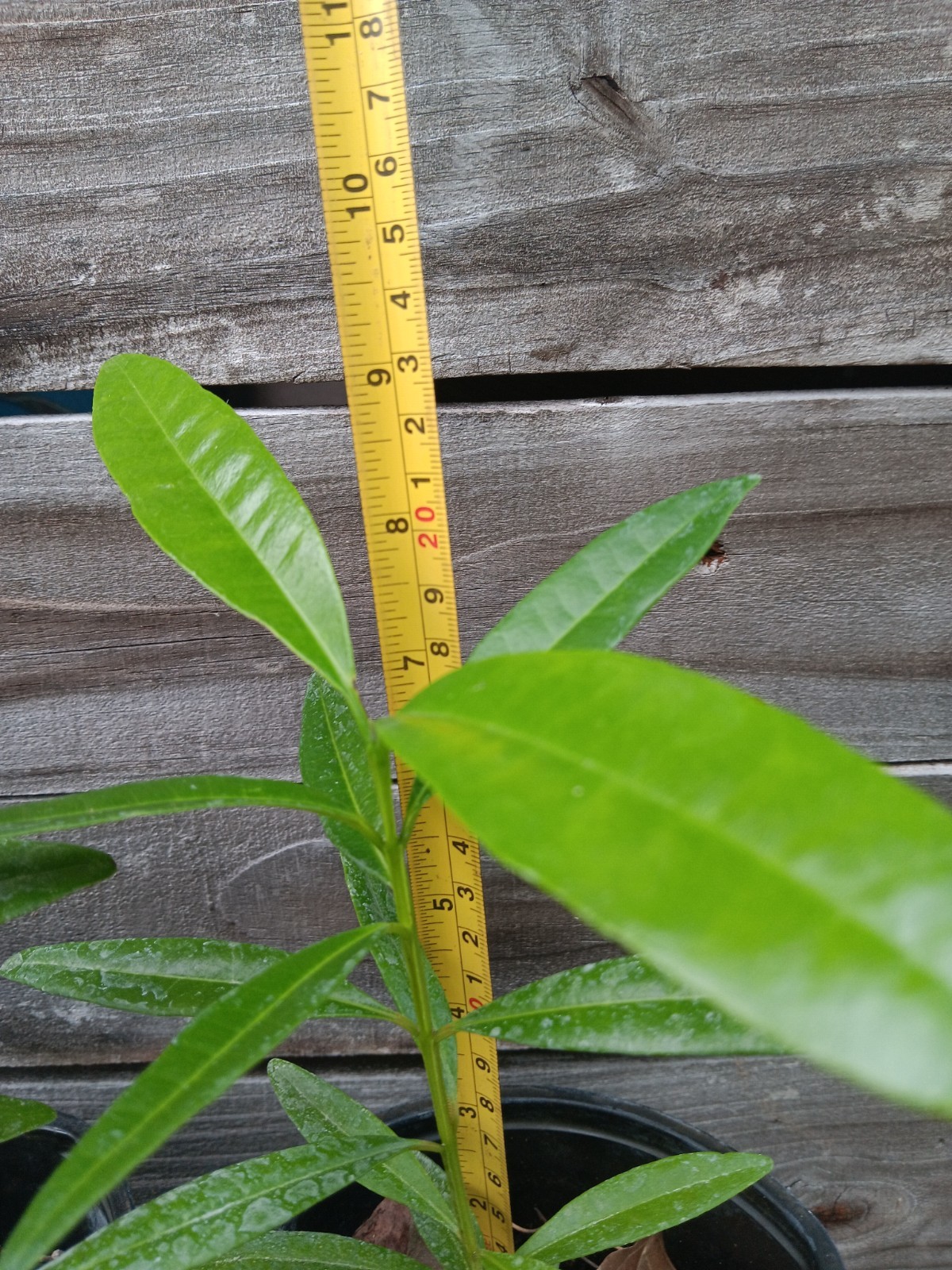 Allspice – Pimenta dioica – Jamaica Pepper – Live Plant!