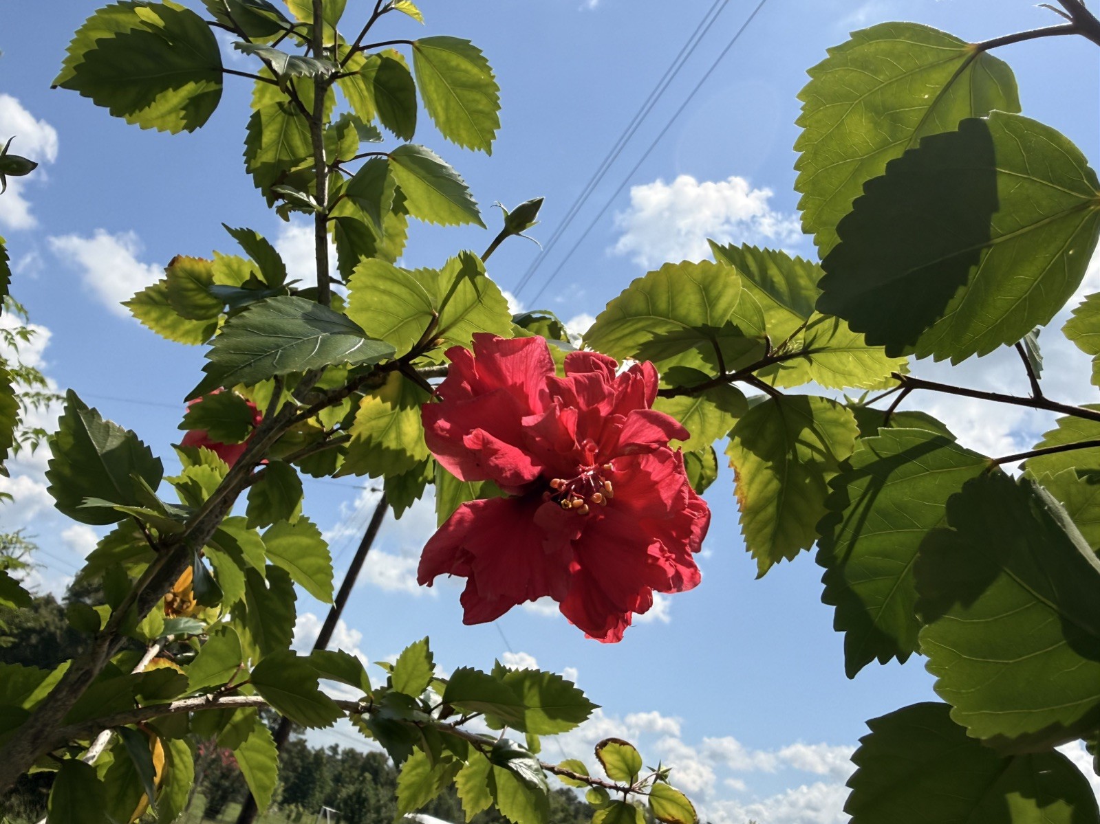 Red Dragon Hibiscus- 10 cuttings Hibiscus Rosa-sinensis