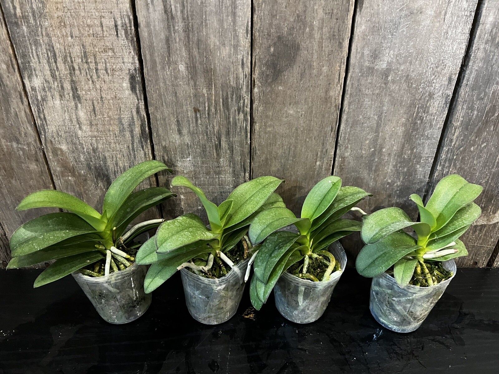 Vdnps. Pulcherrimin, Blooming Size, FREE Shipping