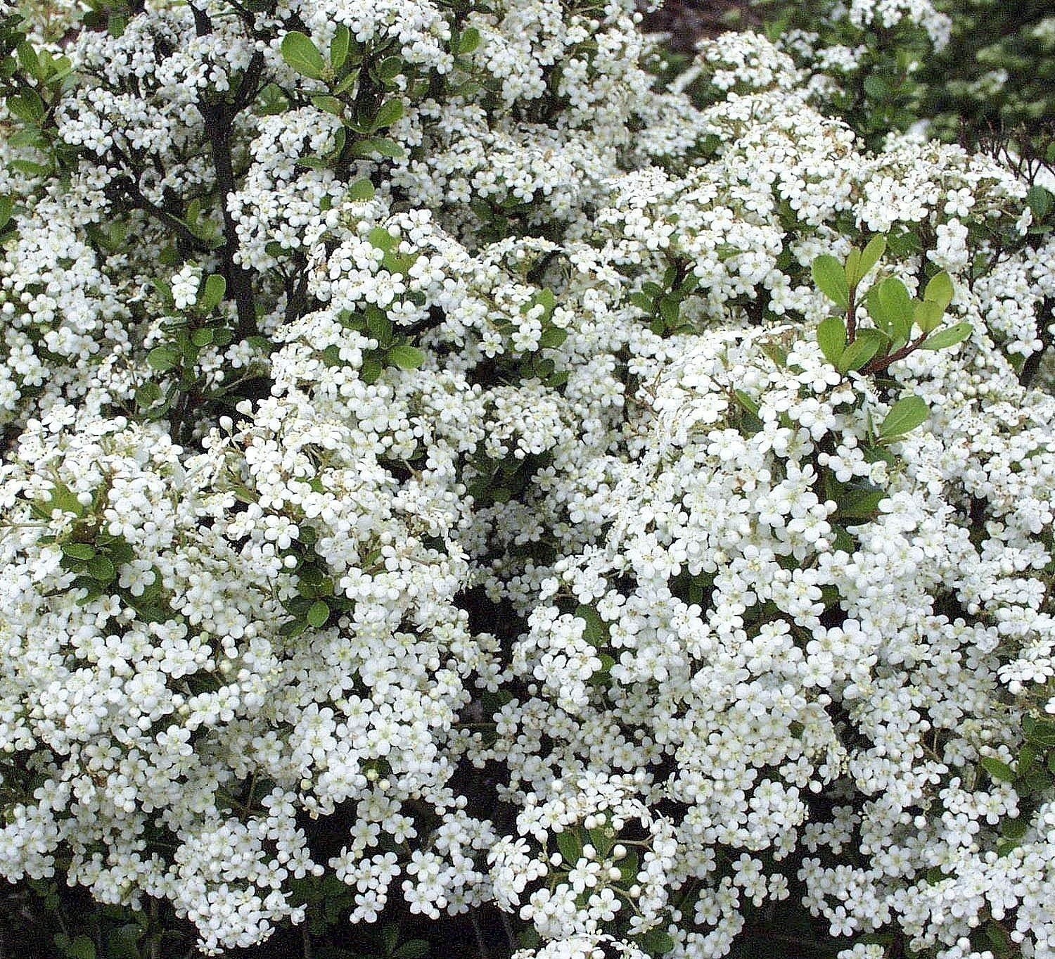 Viburnum Densa | 3 Gallon | Viburnum odoratissimum | Low Maintenance | Hardy
