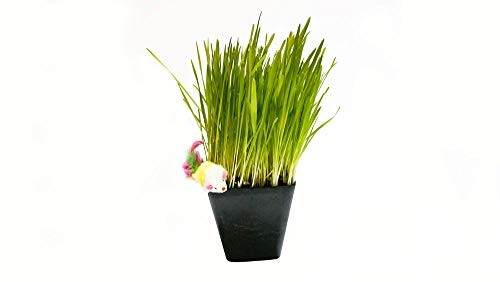 Thunder Acres Cat Grass Blend – Wheat, Barley, Oats, And Rye Seed Mix