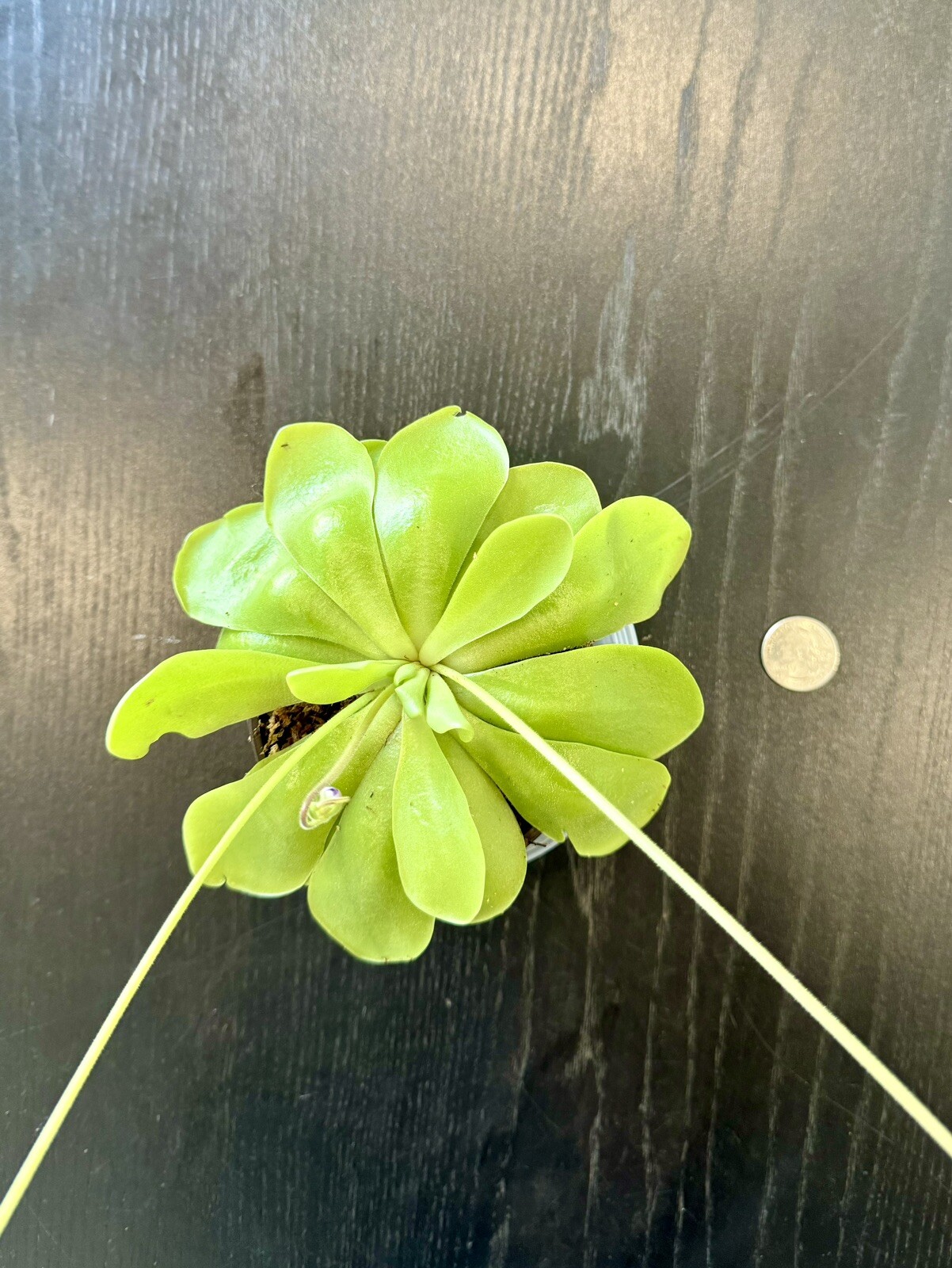 Carnivorous Pinguicula Butterwort – Your Natural Pest Control Hero! Easy to grow