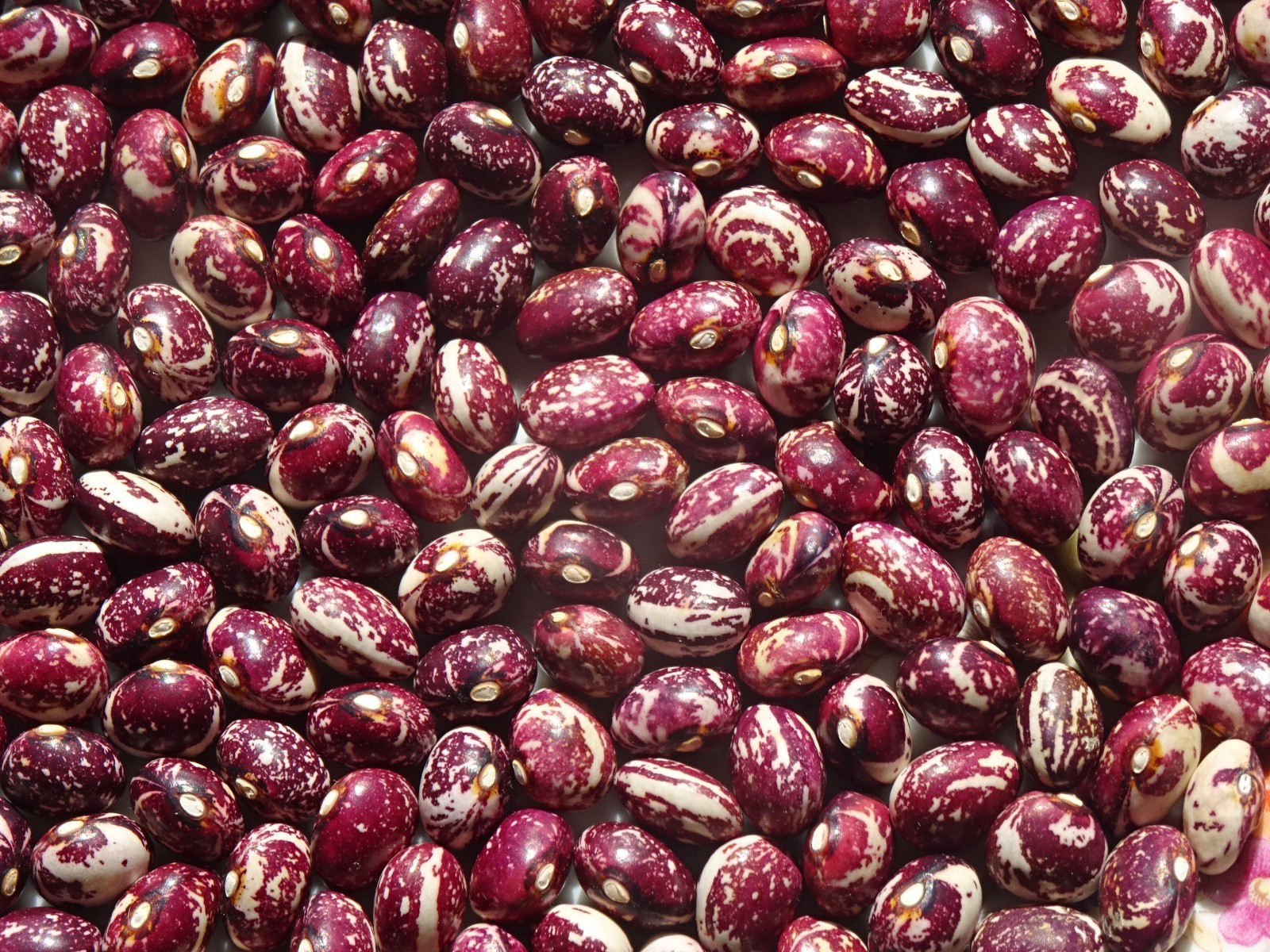 Pole Bean Good Mother Stallard 25Seeds heirloom Grown in 2025 organic Delicious