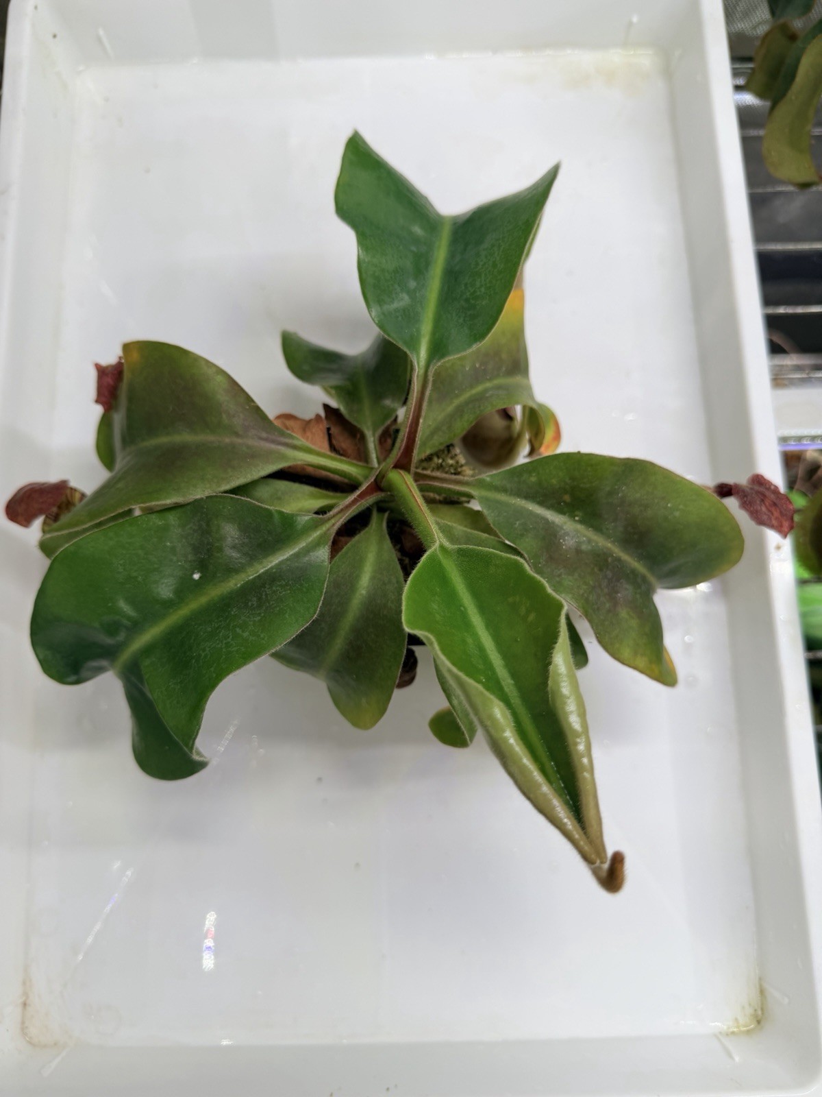 Nepenthes (Marpesa x clipeata) x (maxima x veitchii highland), Seed-grown