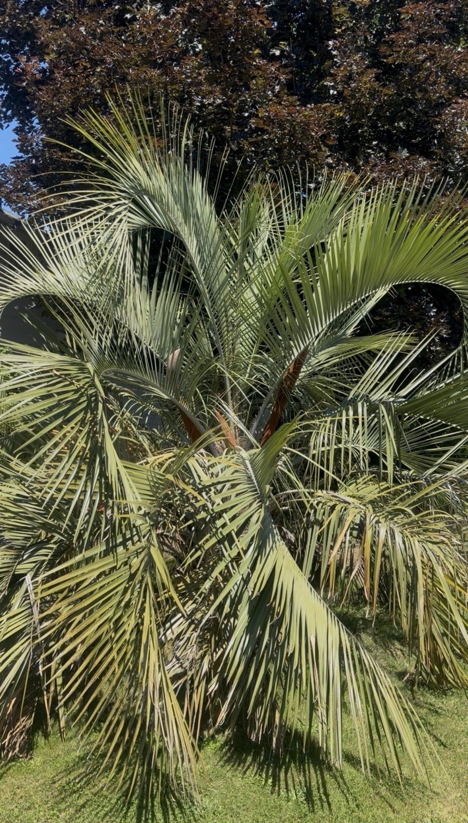 LIVE – Butia Eriospatha – Cold Hardy 8F – Snow/Ice Resilient – Tropical