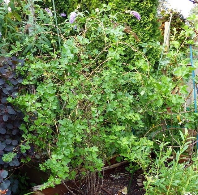 1 Black Velvet Gooseberry Worcesterberry cross live plant, zones 4-7.