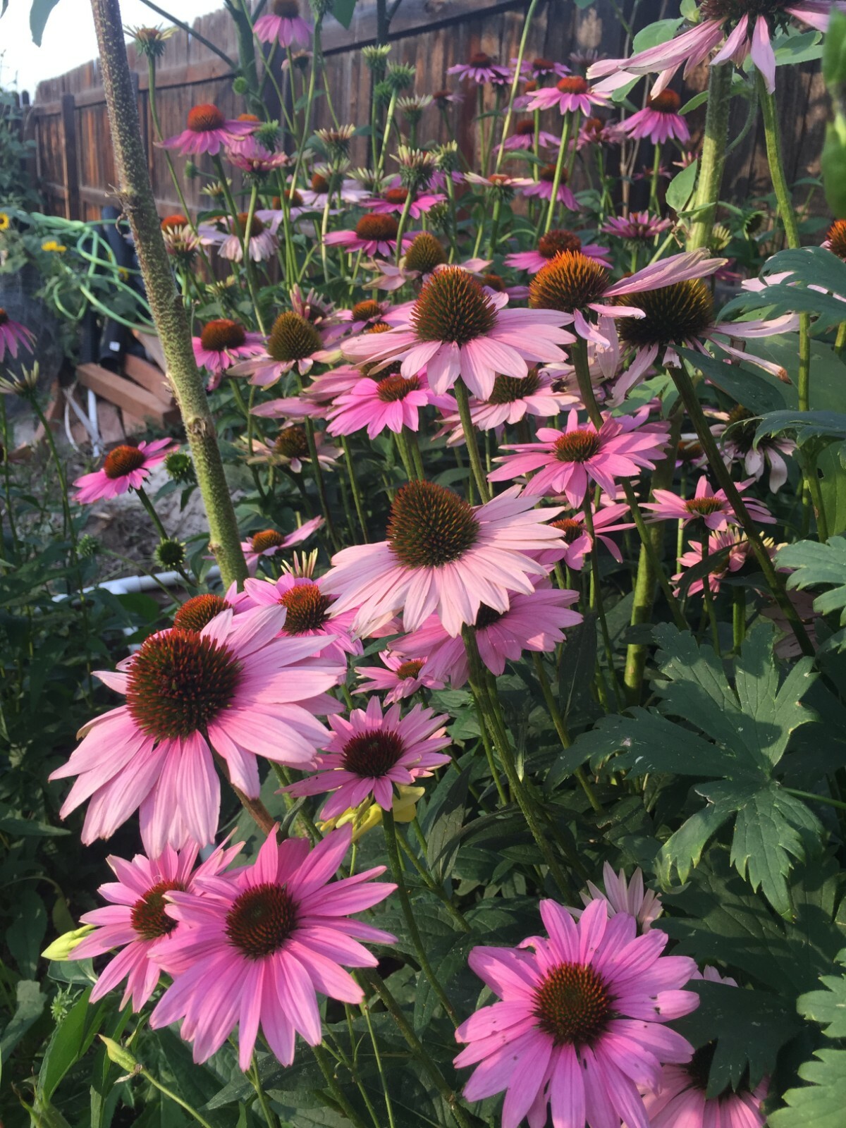 150 seeds ECHINACEA PURPUREA MAGNUS CONEFLOWER Perennial +gift