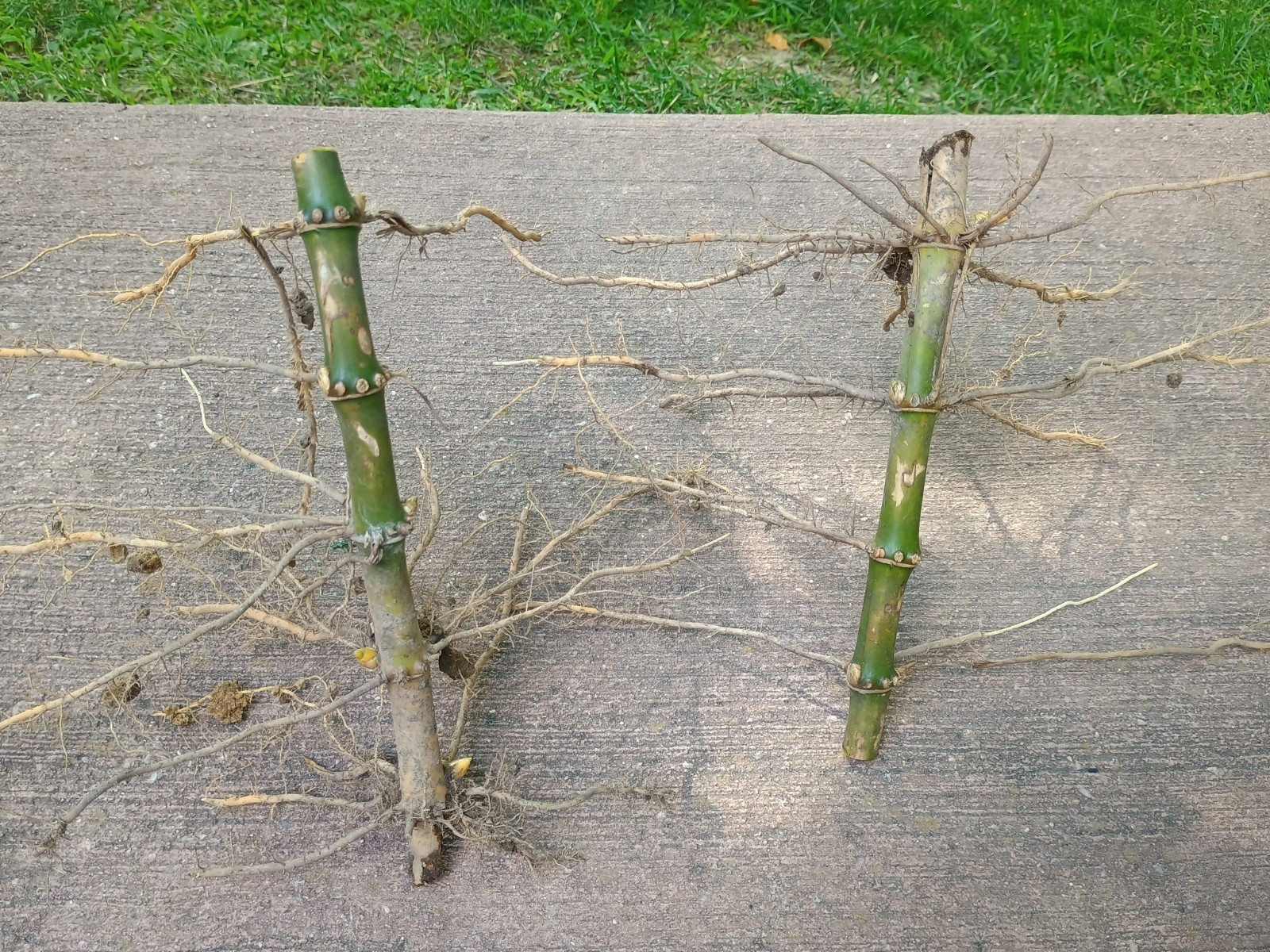 (2) Live Running Bamboo Roots Rhizomes 6″+ Zone 7 Cold Hardy 40′ Tall