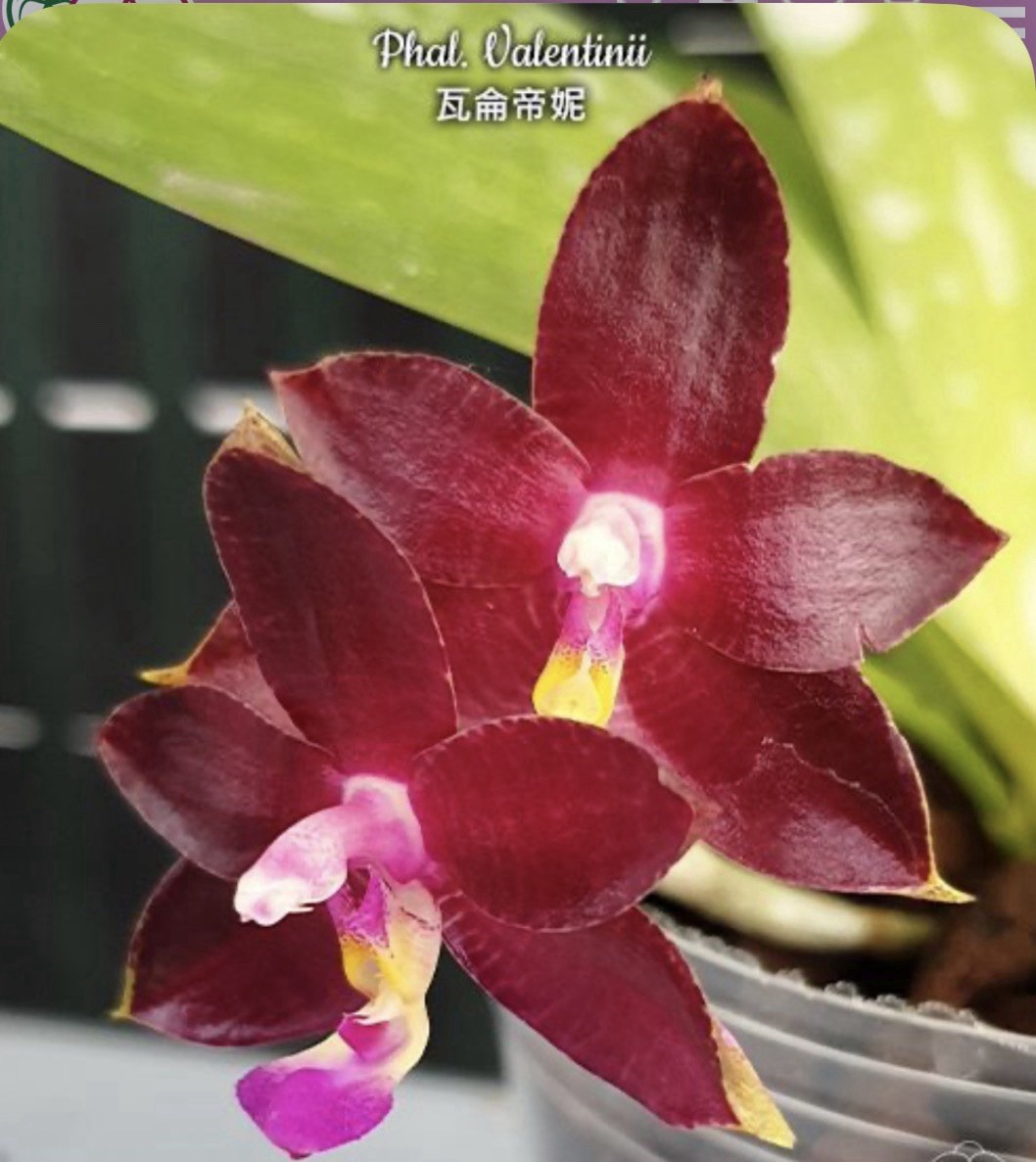 Phal. Valentinii, Mericlone, Blooming Size, Fragrant, FREE Shipping