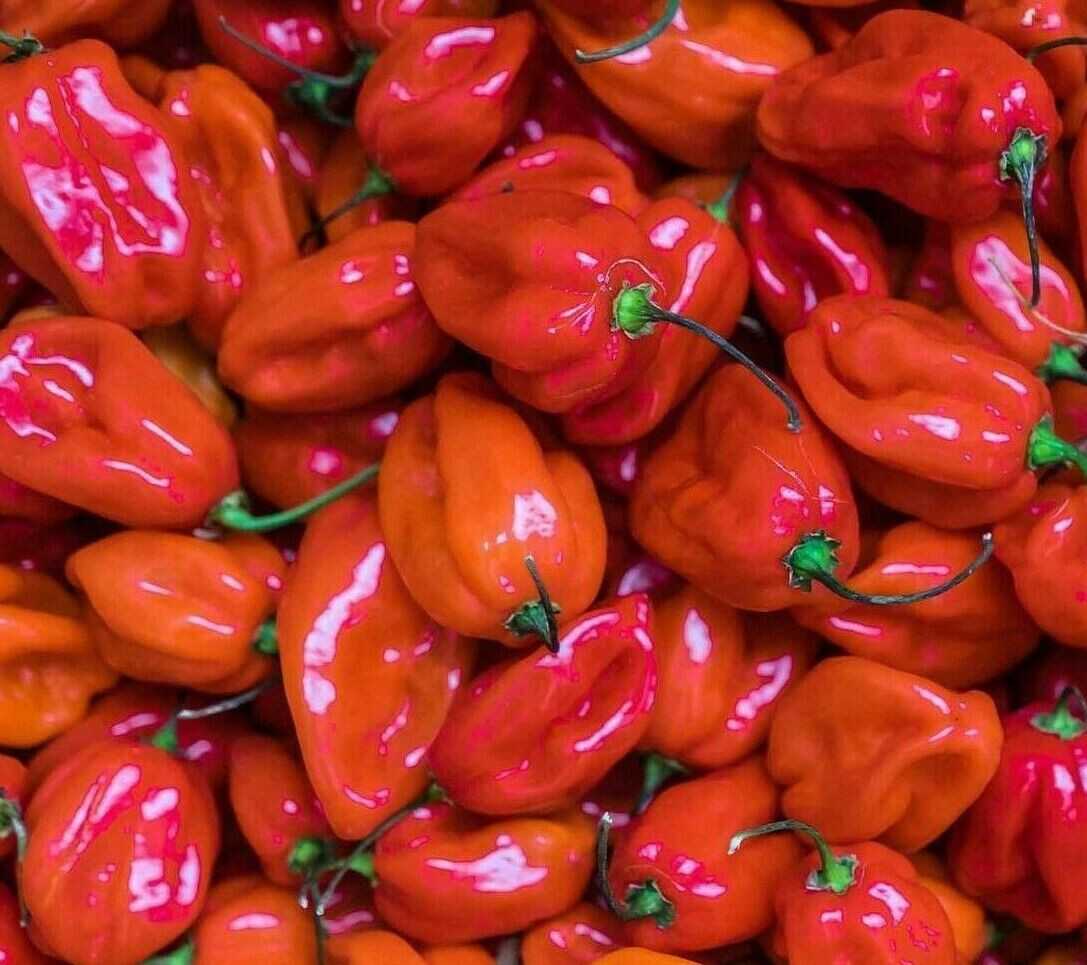 1oz Red Scotch Bonnet Hot Pepper Seeds – Approx 5000 Seeds – Non-GMO – Fresh!