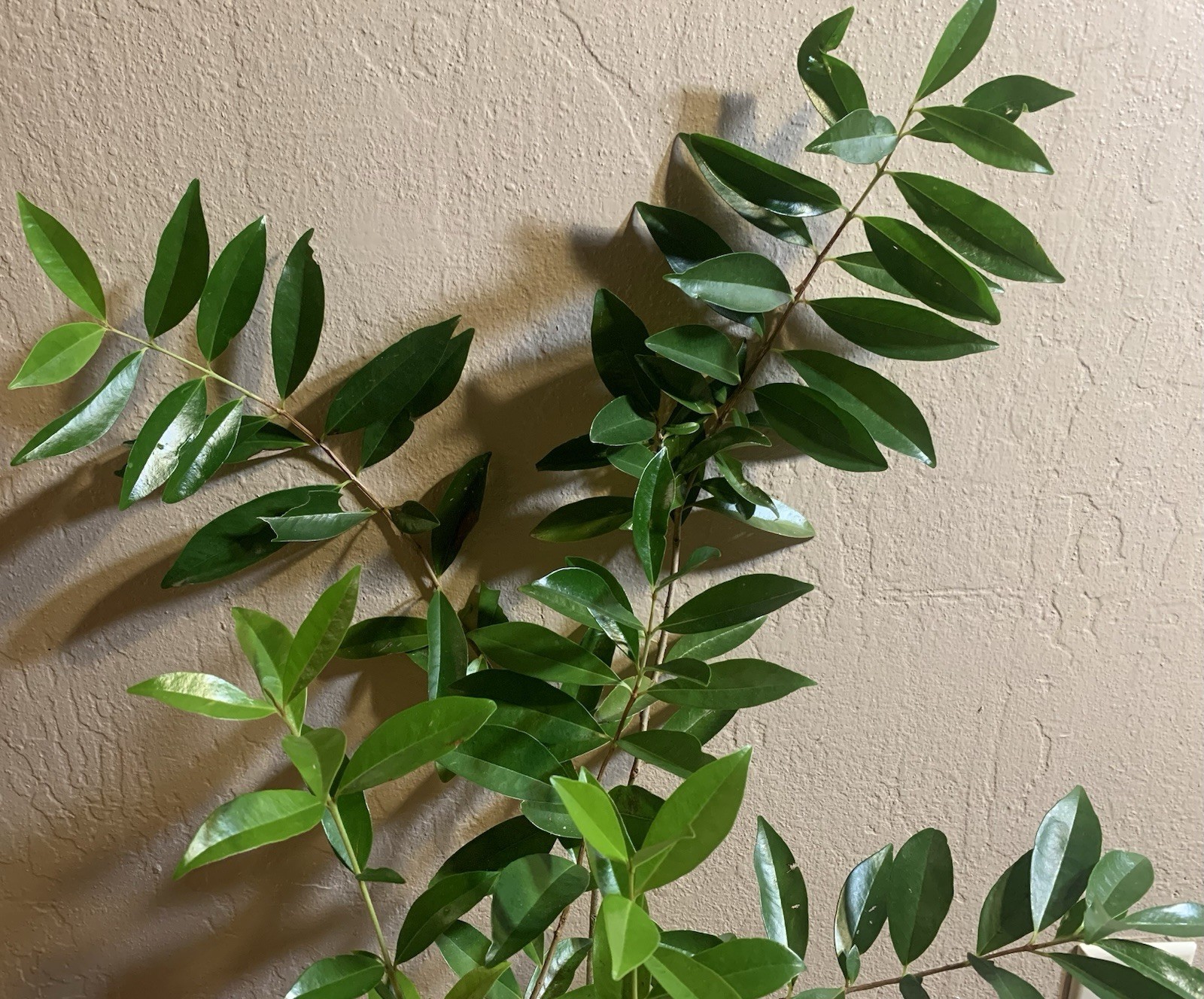 Savannah Cherry Eugenia Calycina Rare Cold Hardy